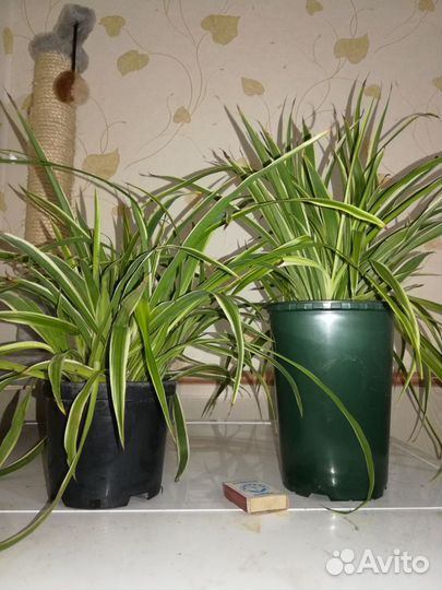 Хлорофитум