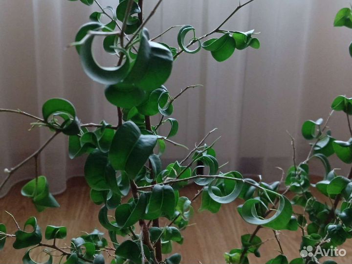 Фикус кучерявый