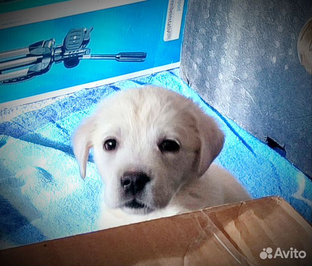 Щенки Лабрадора Ретривера