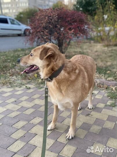 Собака-компаньон в семью