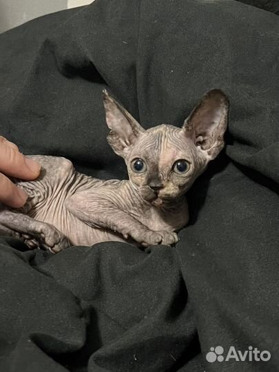 Канадский сфинкс