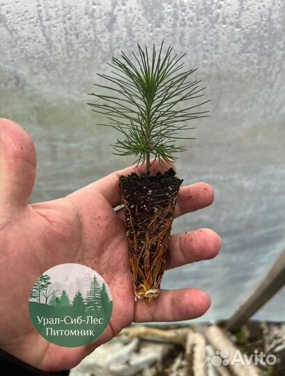 Зкс и окс Сосна Ель Лиственница сеянцы Голуб горн