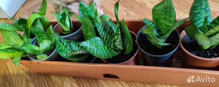 Сансевиерия