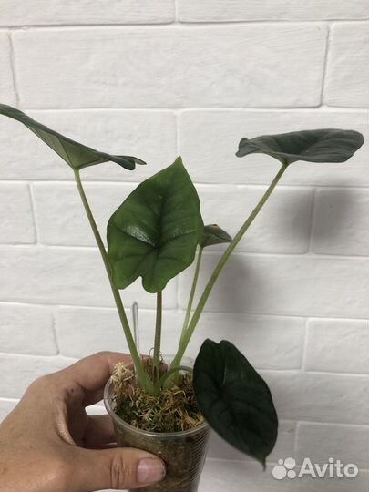 Алоказия Бисма (не Платинум)