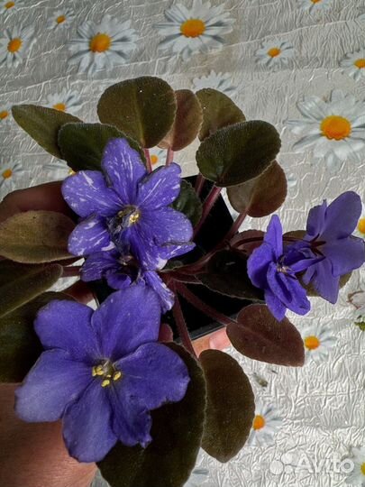 Фиалка узамбарская