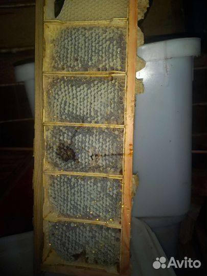 Мед в сотах