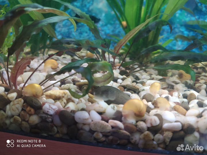 Моллинезии и растения