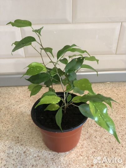 Фикус бенджамина