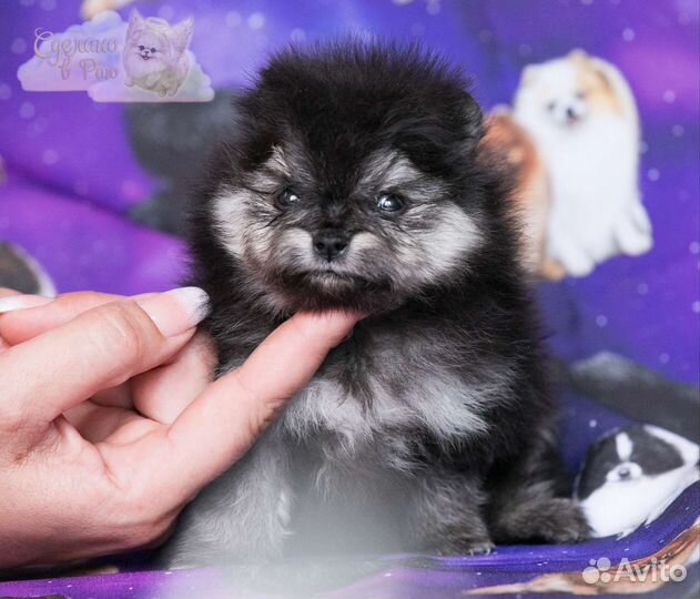 Померанский шпиц медвежьего типа