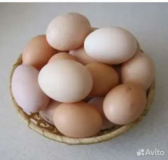 Домашние куриные яйца