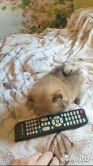 Померанская девочка мини