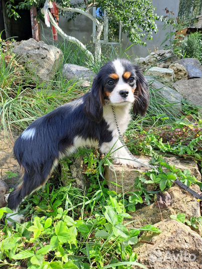 Кавалер кинг чарльз спаниель