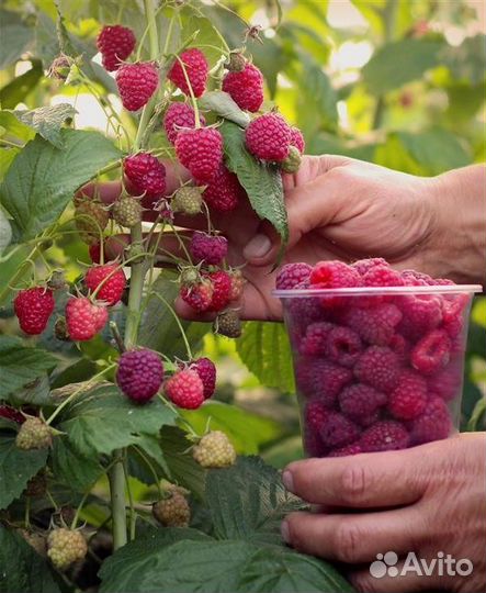 Саженцы сортовой малины