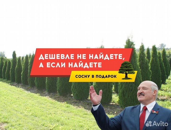 Туя Брабант