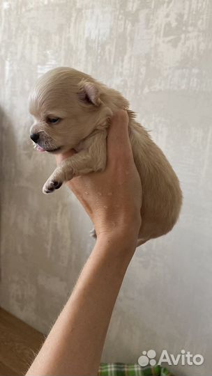 Щенки чихуахуа