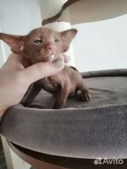 Ориентальные котята