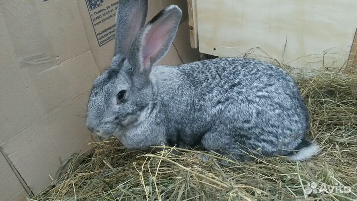 Продаются половозрелые крольчихи и крол шиншиллы