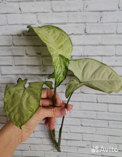 Сингониум Белая Бабочка (White Butterfly)