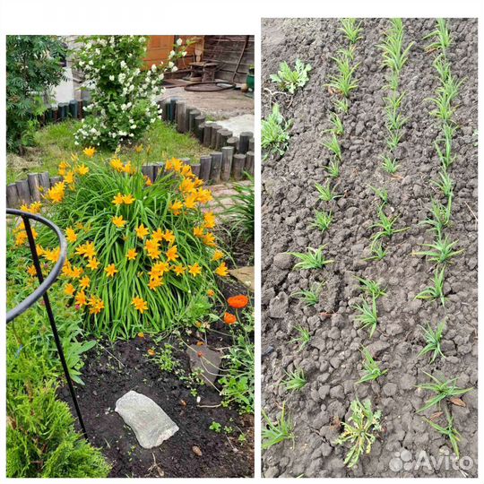 Многолетние растения