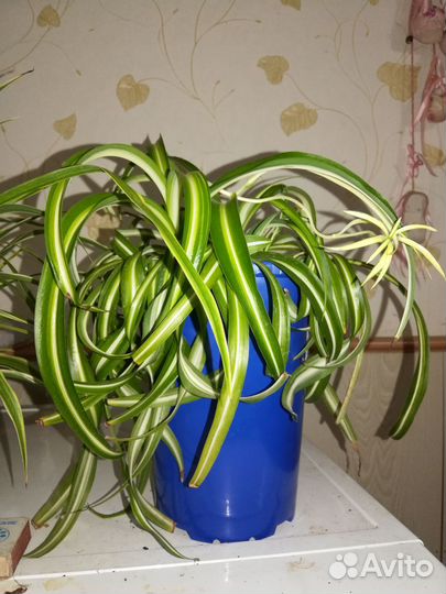 Хлорофитум