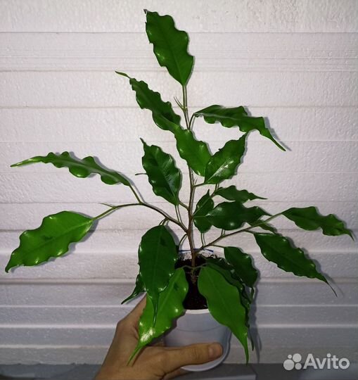 Фикус Мокламе Голден Моник Диверсифолия Наташа
