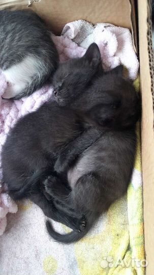 Котята в добрые руки
