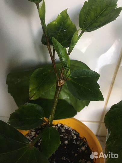 Гибискус Koenig - укорененные черенки