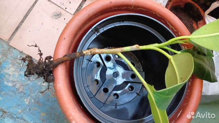 Крупнолистный фикус