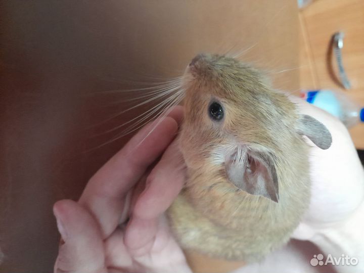 Чилийская белка Дегу