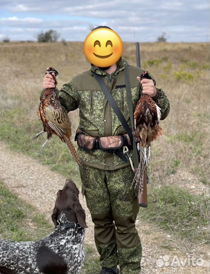 Щенки курцхаара