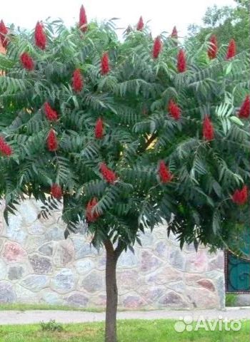 Сумах, абхазская пальма, уксусное дерево