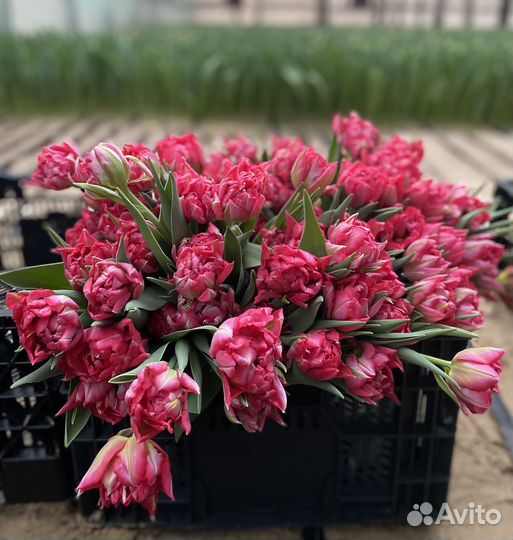 Тюльпаны к 8 марта