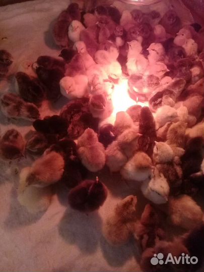 Цыплята несушки домашние. суточные
