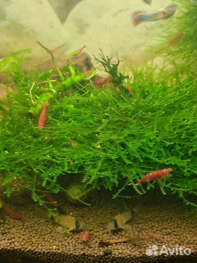 Аквариумные креветки