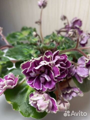 Сортовые фиалки