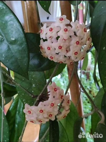 Хойя карноза