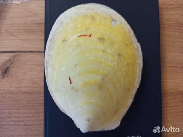 Морская раковина