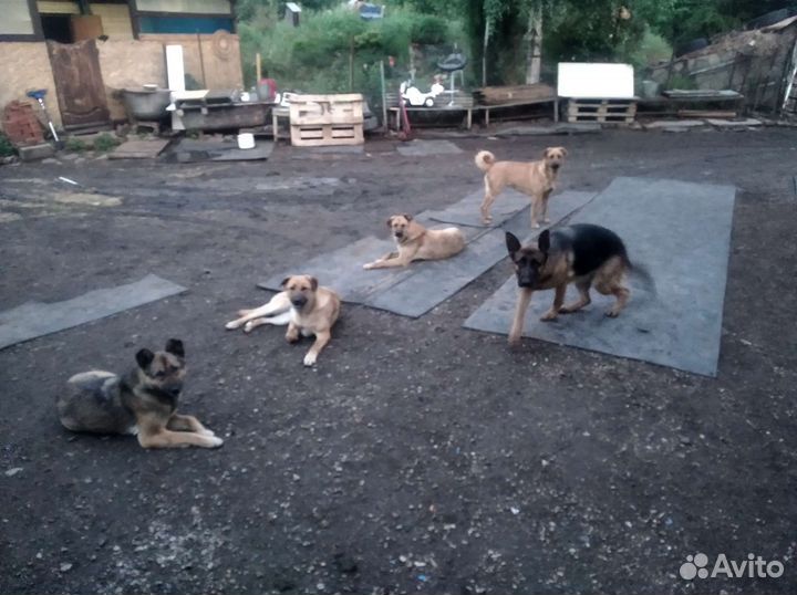 В добрые руки