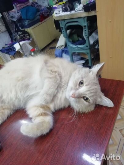 Персиковый котик, кастрат