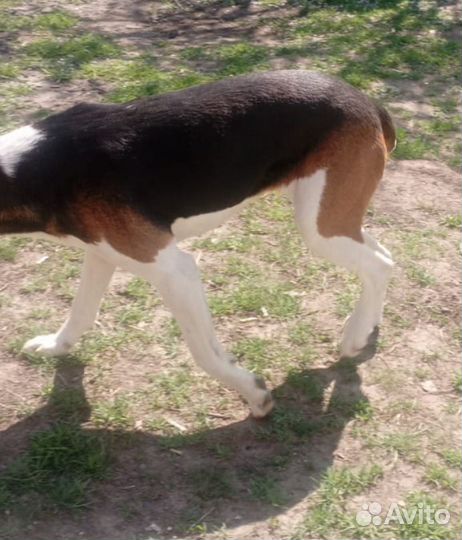 Найдена собака