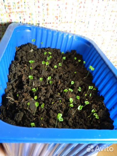 Семена эвкалипта несколько видов есть проросшие