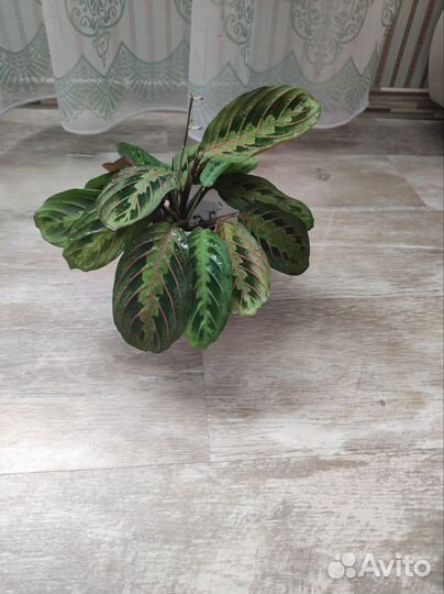 Маранта триколор