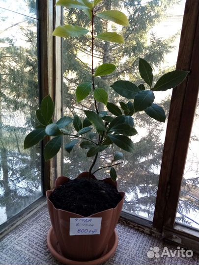 Лавр благородный