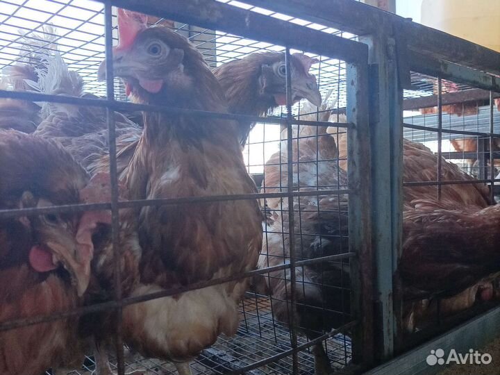 Куры несушки, молодки, петухи