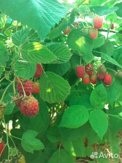 Саженцы малины и ежевики