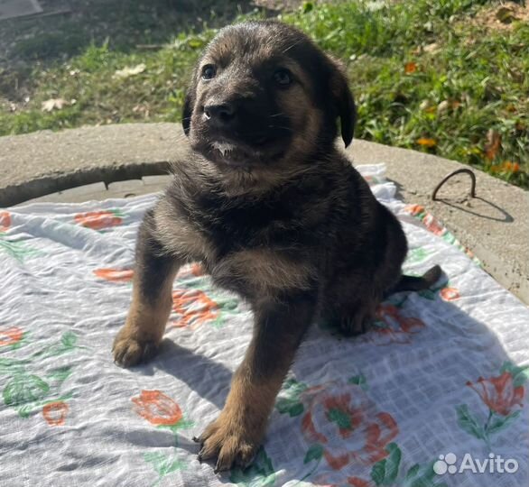 Щенки бесплатно