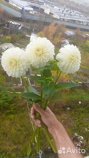 Георгин бум бум вайт