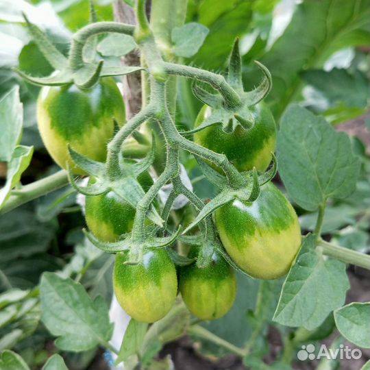 Семена томатов помидор