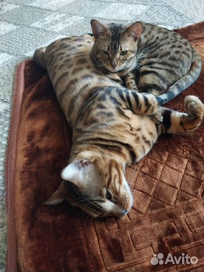 Бенгальский кот вязка