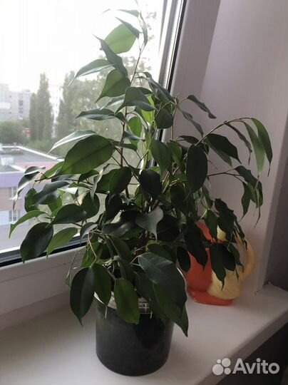 Фикус бенджамина